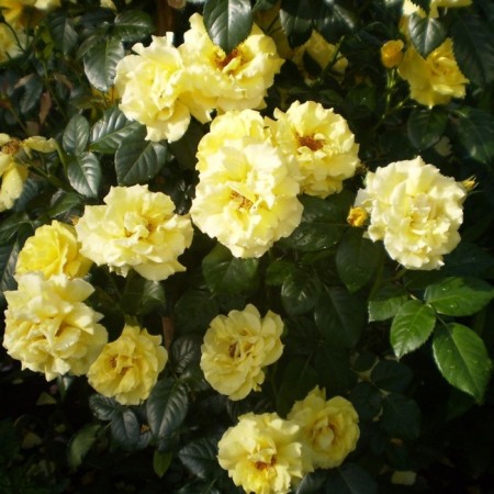 Seedling rose dune, climbing, pot 2 l., Summer 2024