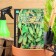 Seeds of cucumber "Sankina Love" F1 Superbound Type, Partenocarpic, 7 pcs
