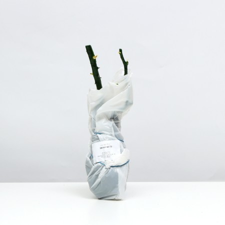 Rose green tea, spring 2024, 1 pc.-2