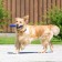 Toy training chewing "stick" hollow, 24.5 cm, blue