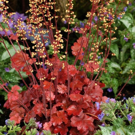 Heichera Hybrid Ruth Bir, C2 pot, H10-50 height, 1 pc, summer 2024