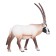 Figure Konik "Antelope Oriks"