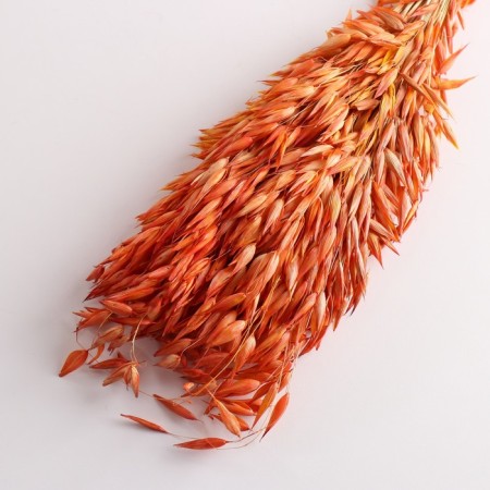 Set of dried flowers "oats", banch length 60-65 (+/- 6 cm), orange-2