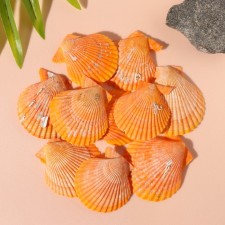 Treasurous decorative shells 