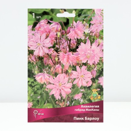 Aquilegia Hybrid Maccana Barlow Pink, Rr. I, 1 pc, spring 2025-3