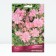 Aquilegia Hybrid Maccana Barlow Pink, Rr. I, 1 pc, spring 2025