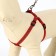 The reflective “bones” set, a collar of 120 x 1 cm, Osh 26-42 cm, fire 26-42 cm, red