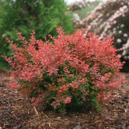 Barberry Tunberg Coral, C2 pot, H10-50 height, 1 pc, summer 2024