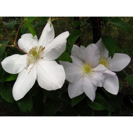 Clematis large-flowered Maria Buaselo, C2 pot, H20-40 height, 1 pc, summer 2024