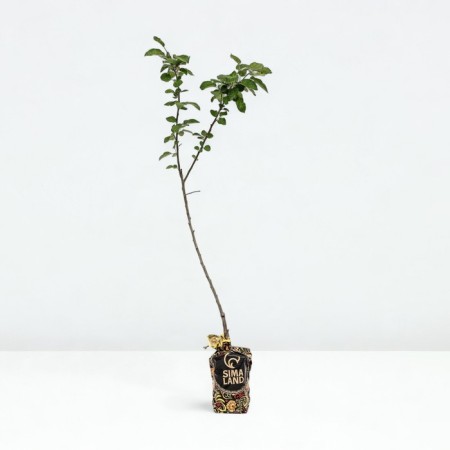 Seedling apple tree with a standard VAM yellow, winter variety, pot 2l., Summer 2024