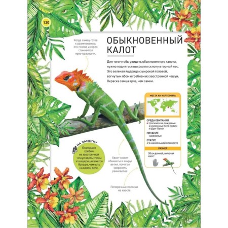 Encyclopedia "Amazing Animals"-7