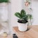 Pot for seedlings, 3 l, d = 19 cm, h = 15 cm, white, greengo