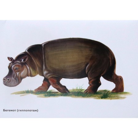 Animals of hot countries in pictures. A visual aid for teachers, speech therapists, educators-1