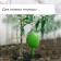 Auto -polywave for indoor plants, 380 ml, green, 2 pcs., Plastic, height 28 cm, Greengo