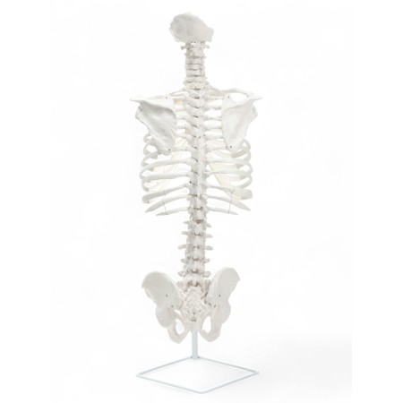Lumbar spine "Luminer, hip joint" 40*26cm-5