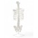 Lumbar spine "Luminer, hip joint" 40*26cm