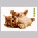Stick 3D interior cat 29*21cm