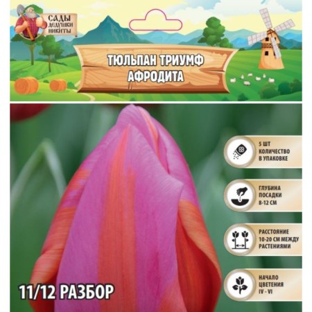 Tulip Triumph Aphrodite, river 11/12, 5 pcs, autumn 2024