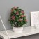 Bonsai in the pot "Hoya premium" 23x10 cm, mix