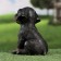 Garden figure "Rotweiler Puppy" 13x15x18cm ////