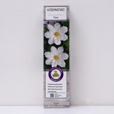 Clematis large -flowered "currents", 1 pc, tube, spring 2025