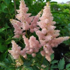 Astilba Lesshada sisters Teresa, C1.5 pot, H10-50 height, 1 pc, summer 2024