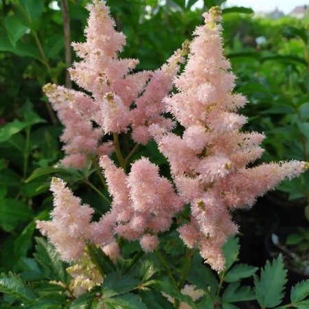 Astilba Lesshada sisters Teresa, C1.5 pot, H10-50 height, 1 pc, summer 2024
