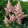Astilba Lesshada sisters Teresa, C1.5 pot, H10-50 height, 1 pc, summer 2024