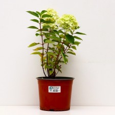 Гортензия метельчатая Литтл Спуки, С3 горшок, Н10-50 высота, 1 шт, Лето 2024