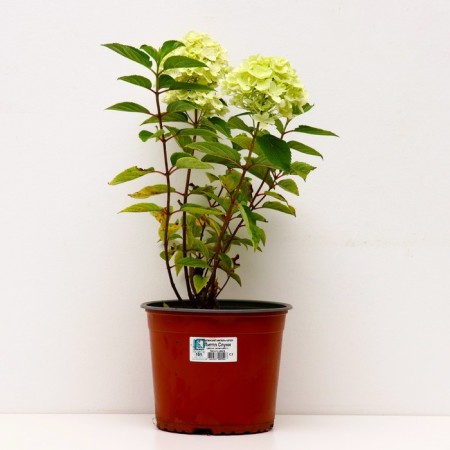Hydrangea blizzard Littl Little, C3 pot, H10-50 height, 1 pc, summer 2024