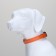 Collar with backlight size XL, Osh 52-60 x 2.5 cm, 3 glow modes Orange