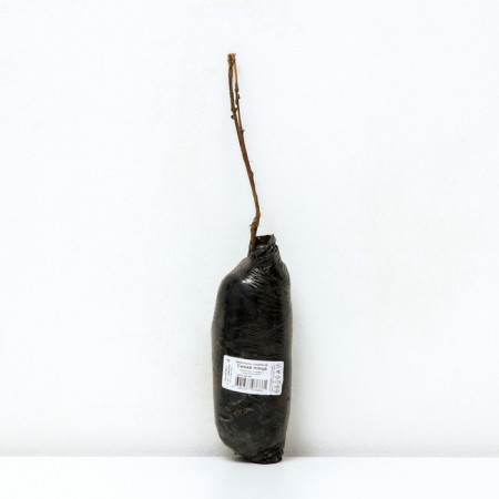 Edible honeysuckle (Northern Garden series) "Blue Bird", 1 pc, tube, spring 2024-2