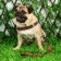 Soft holl set, leash 120 x 1.5 cm with a swivel, m, ok 32-72 cm, og 32-72 cm, brown