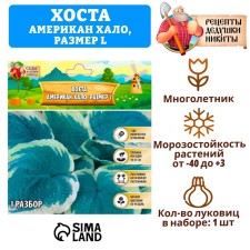 Хоста "American Halo", р-р I, размер L,1 шт,