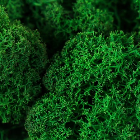 The moss stabilized "green" 500 gr (+-5 gr).-1
