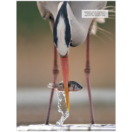 Animals. Martin K.-6