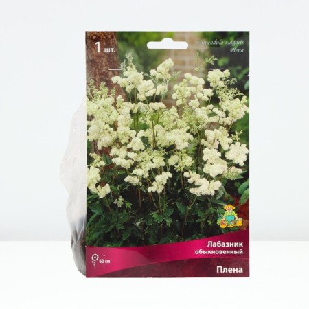 Labaznik ordinary captivity, rr I, 1 pc, spring 2025