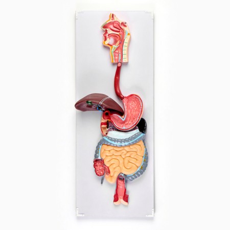Model "The Digestive System of Human" 90*32cm-5
