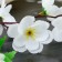 Flowers artificial "Branch of the apple" 4.5x58 cm, white