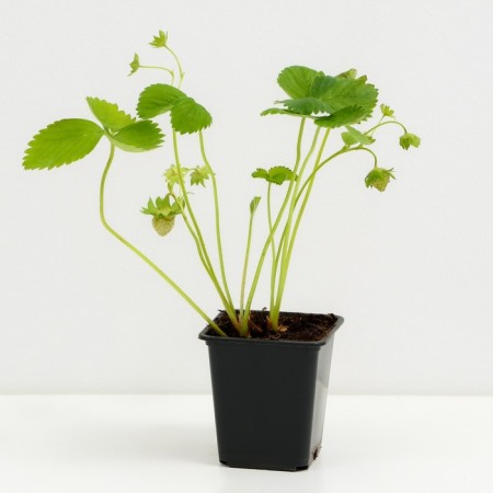 Strawberry Garden Theater NF 633, P9 Pot, 1 pc, summer 2024-1