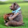 Garden figure-feeder for animals "Bear with stump" Polystone, 23 cm, medium, winter