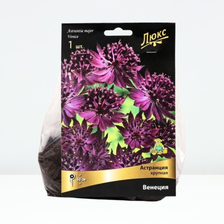 ASTRUTION LARE VENUS, RR I, 1 pc, Spring 2025