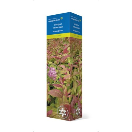 Japanese spirea (Northern Garden series) "Macrofill" 1 pc, tube, spring 2025