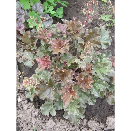 Heichera (Heuher) Hybrid Capchino, Rr. I, 1 pc, Spring 2025