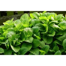 Melissa Medicinal, rr I, 1 pc, spring 2025