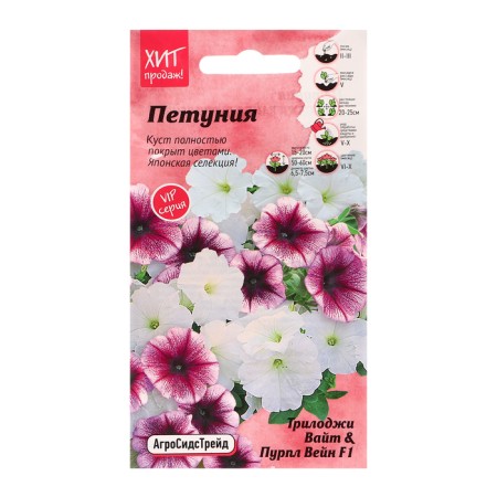 Flowers of Petunia Flower "Triloji White and Purple Wein", 5 pcs