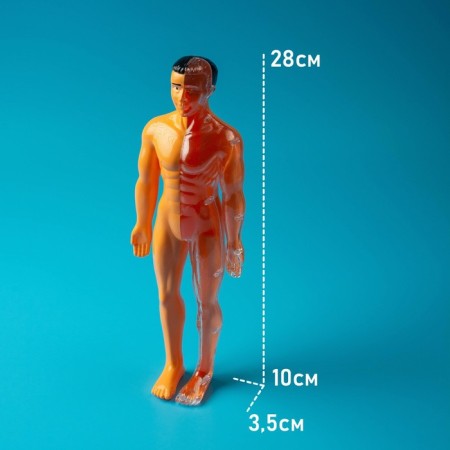 Set for experiments "body structure", human anatomy-7