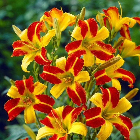 Lilenik Hybrid France Hals, C2 pot, H10-50 height, 1 pc, summer 2024-2