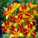 Lilenik Hybrid France Hals, C2 pot, H10-50 height, 1 pc, summer 2024