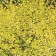 Birlian birch "Golden Traja", 1 pc, tube, spring 2025